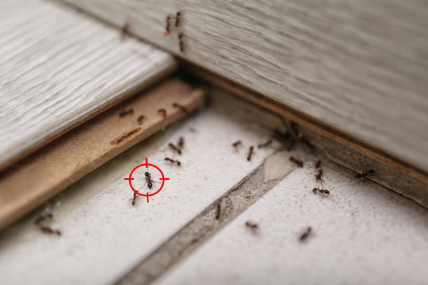 Best Insect Control  in Bad Axe, MI