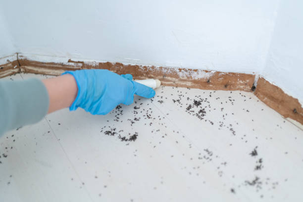 Best Termite Control Services  in Bad Axe, MI